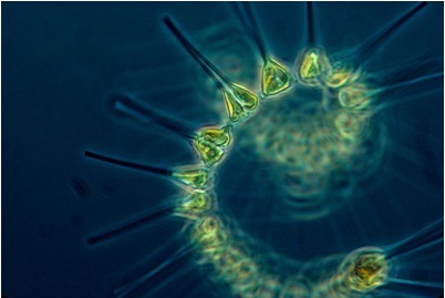 תמונה:Plankton1.jpg