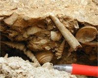 מאובנים מגיל קמפן בתצורת מישאש  צילום: יעל אדלמן-פורסטנברג